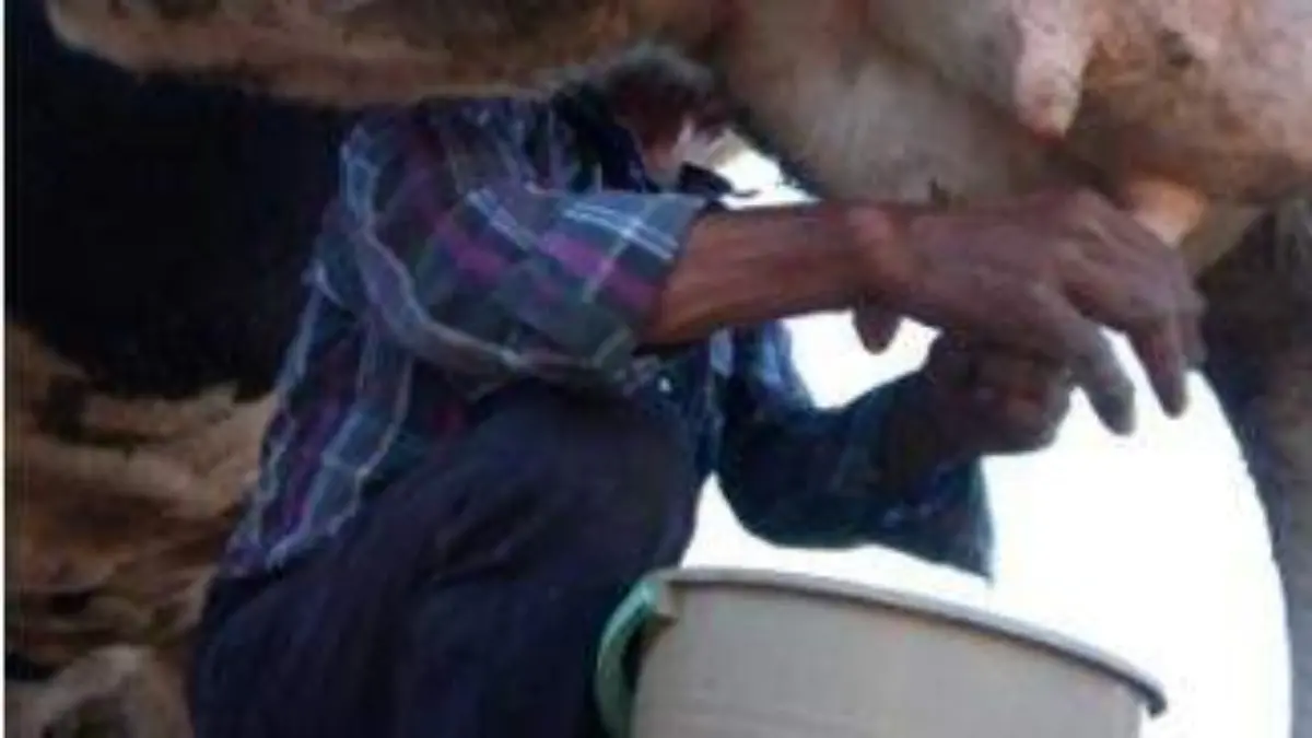 ordeña-de-vacas