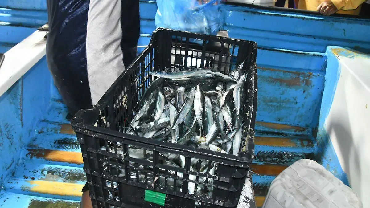 pescado-pajarito