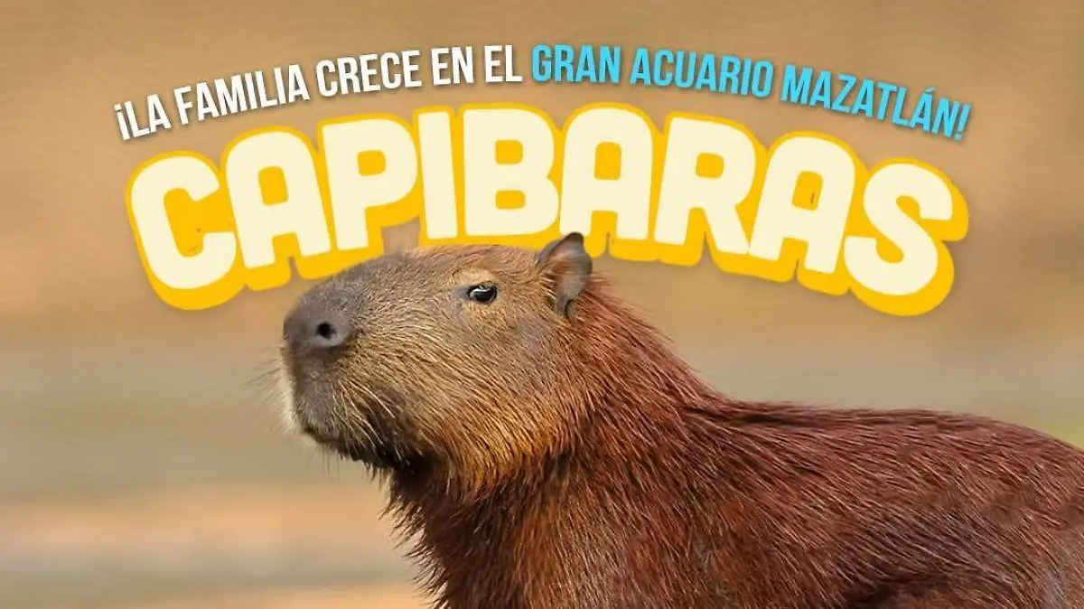 capibaras