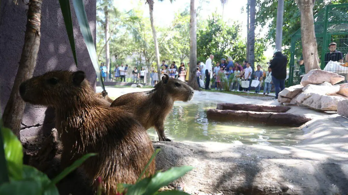 capibaras