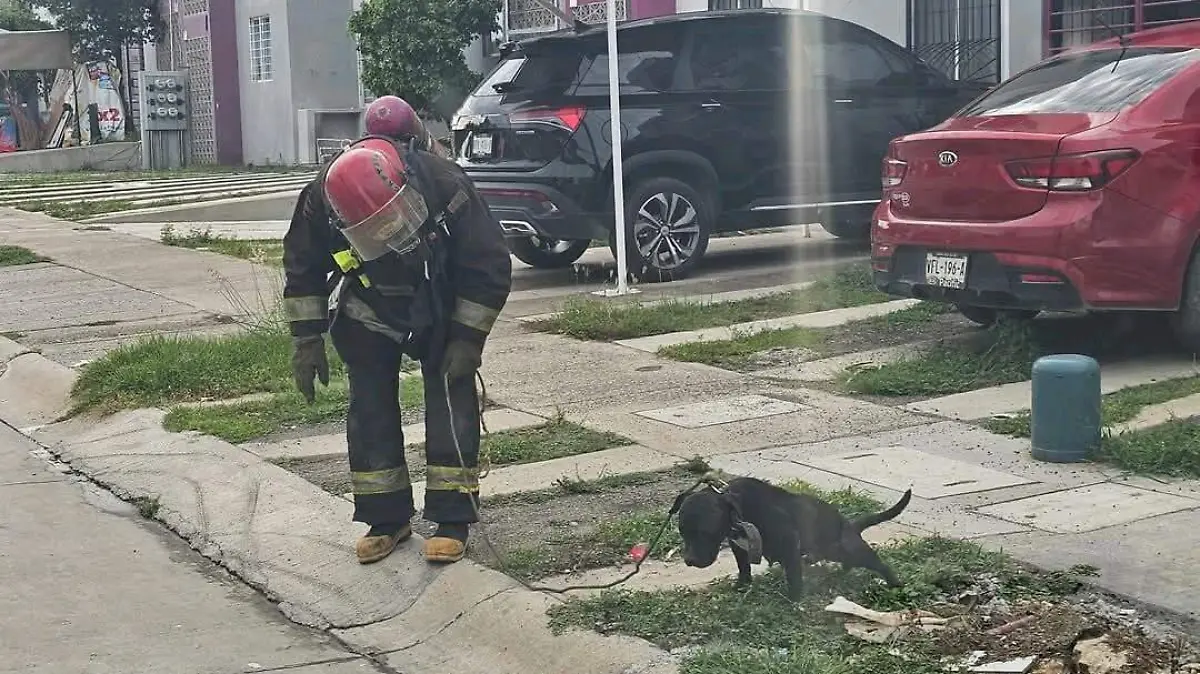 bomberos-maza-rescate-mascota