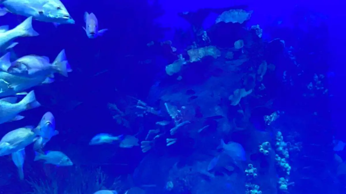 acuario