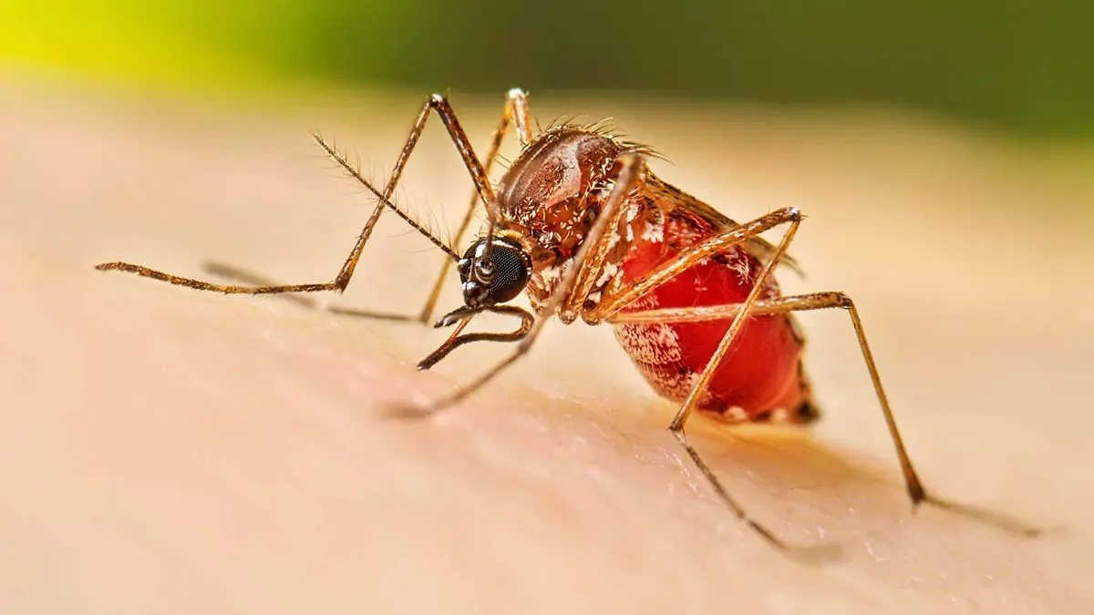 Dengue
