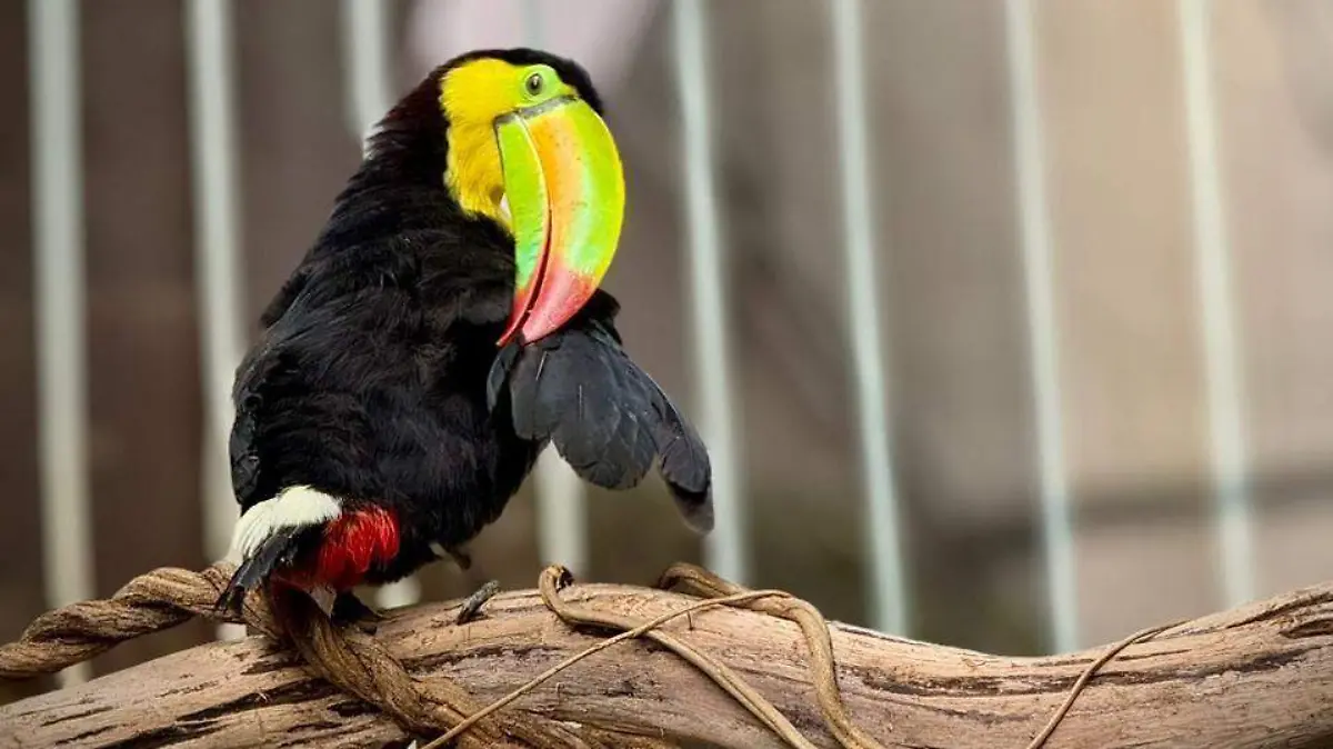 tucan