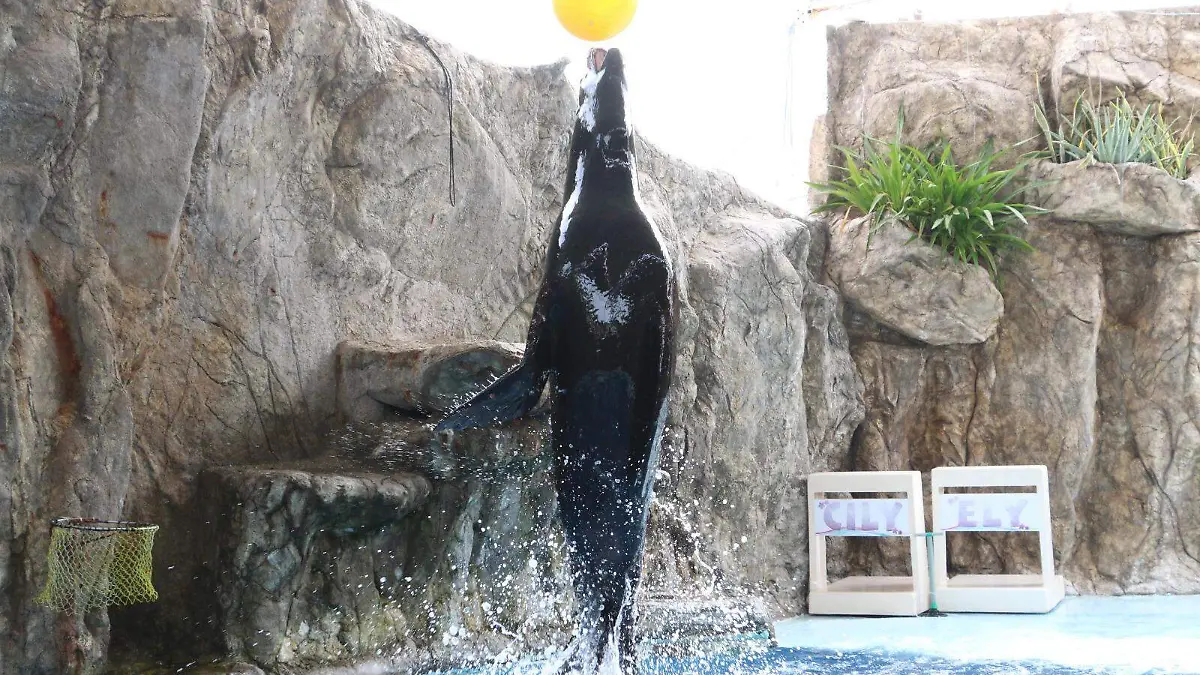 Lobo-marino-amenaza3