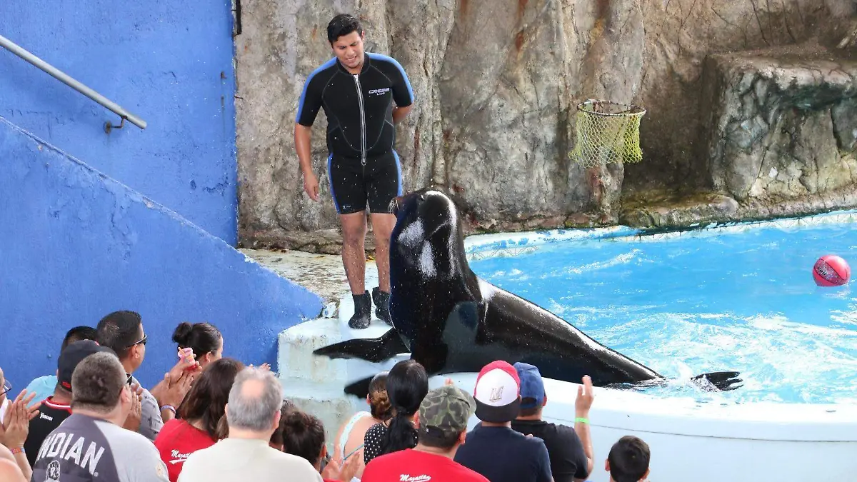 Lobo-marino-amenaza2