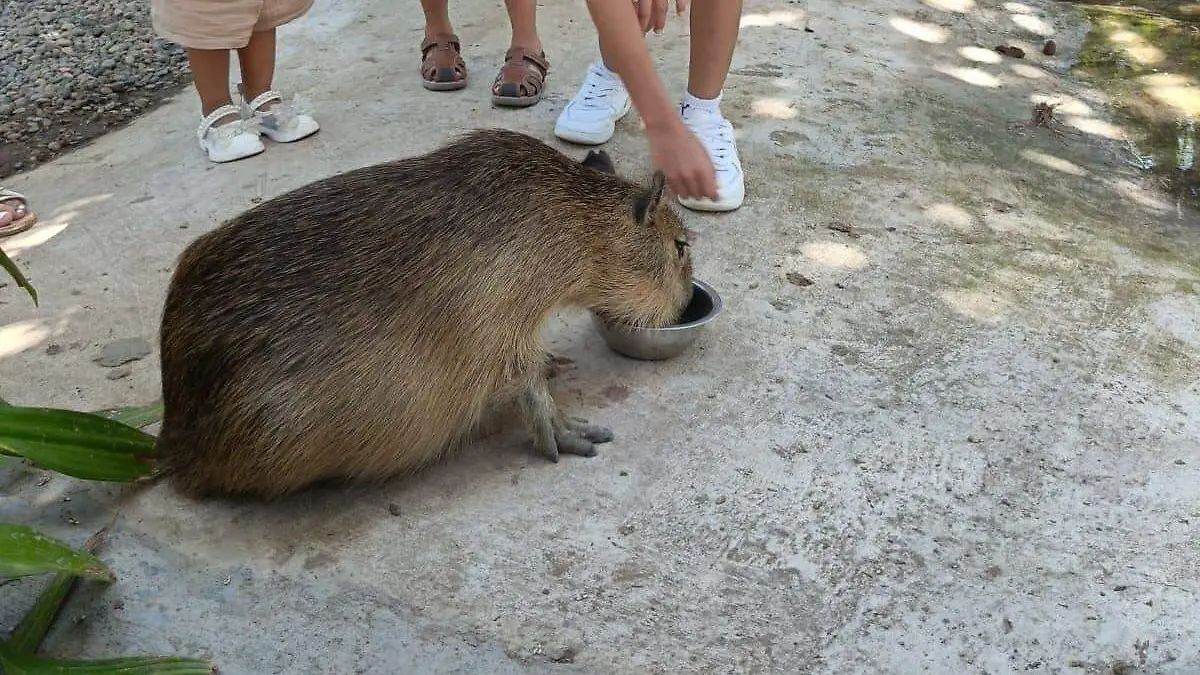 capibaras