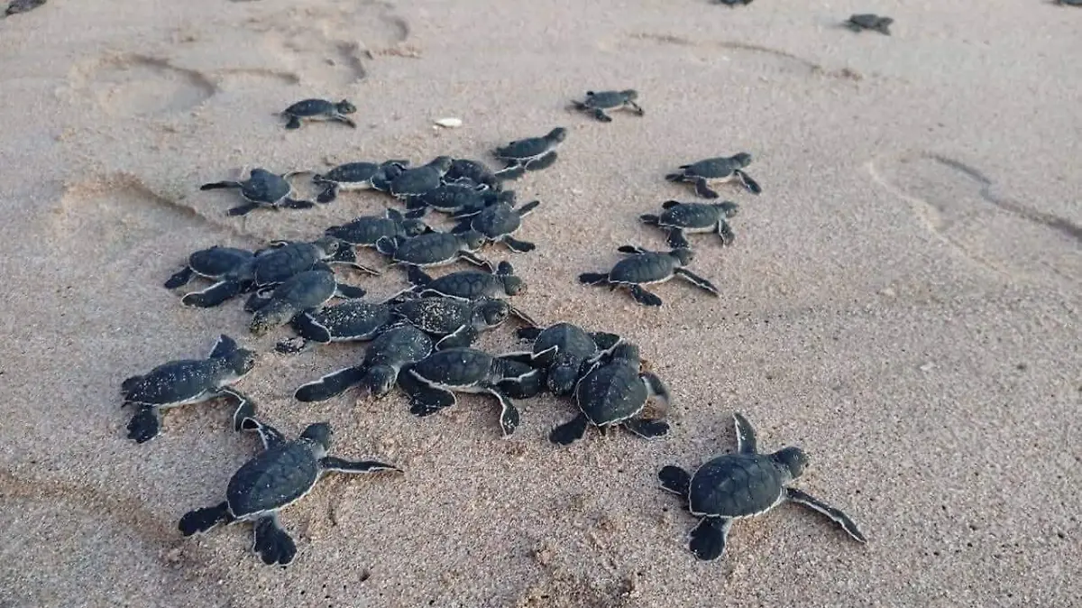 tortugas