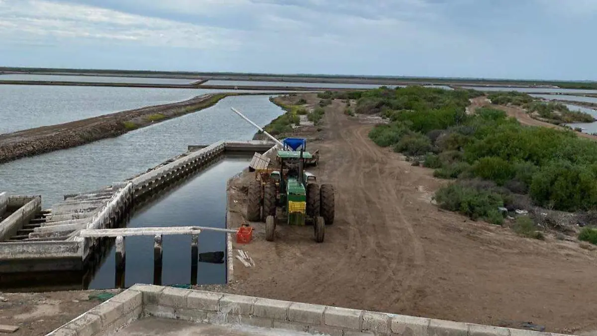 acuacultores-camaron