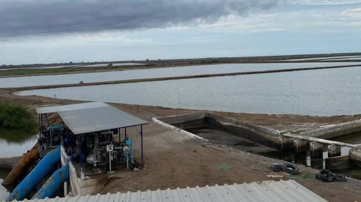 acuacultores-camaron