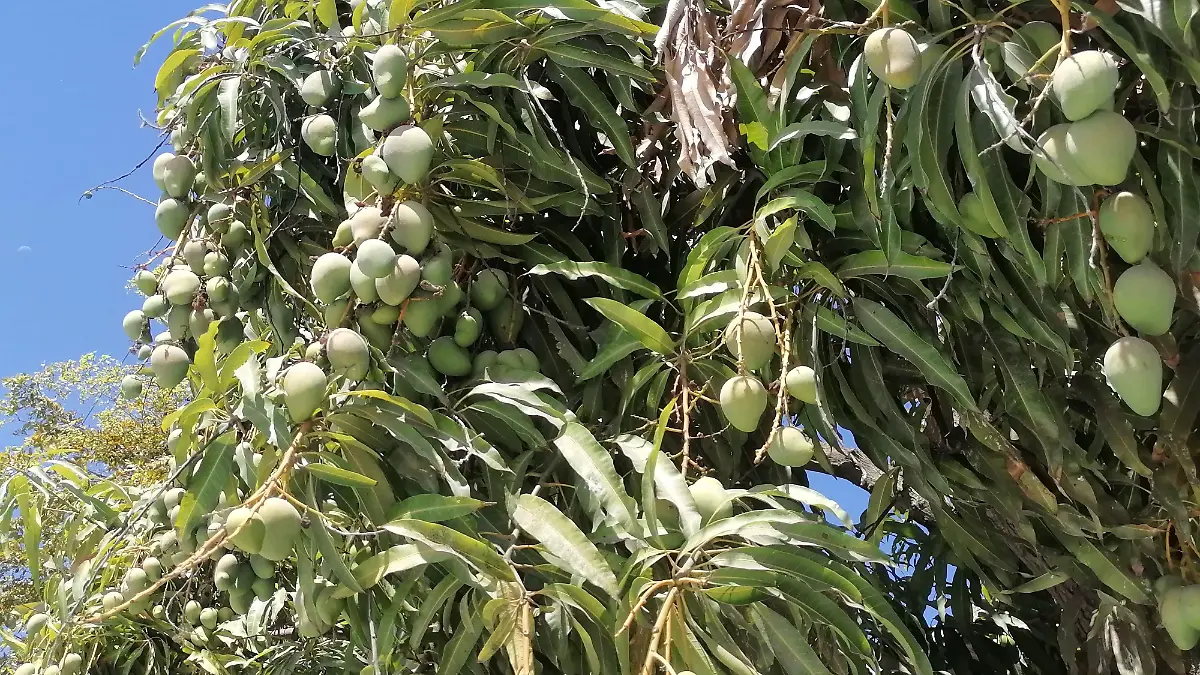 WhatsApp Image 2025-04-24 at 06.32.14