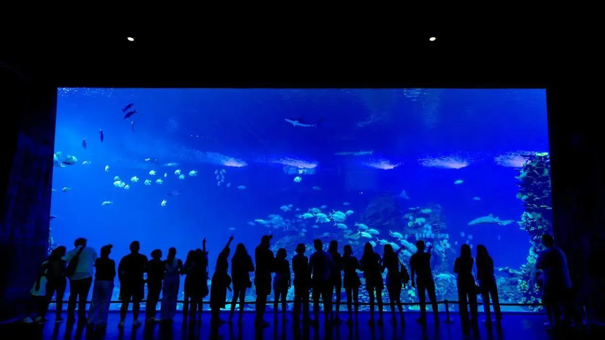acuario