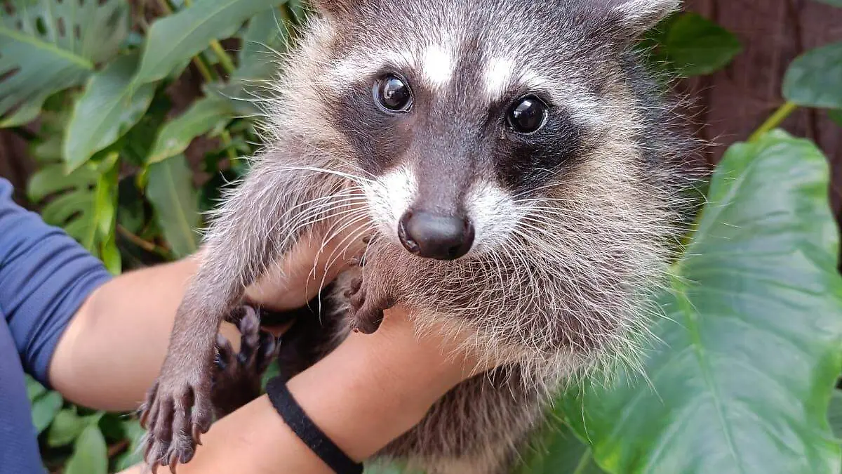 mapache