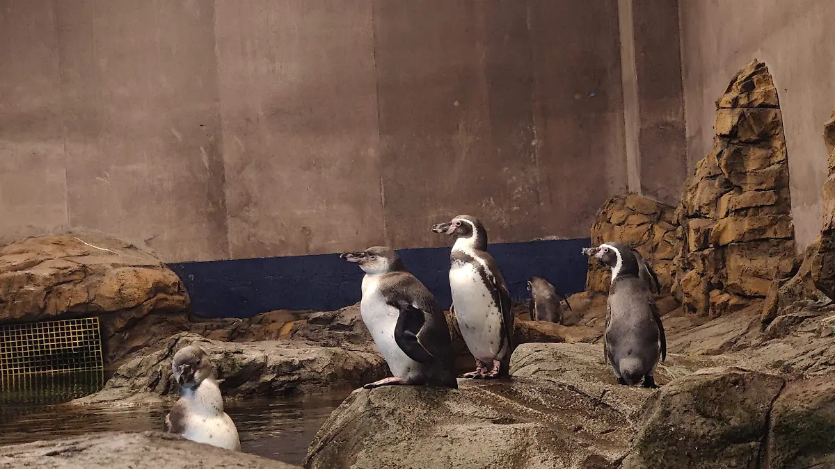 pinguino