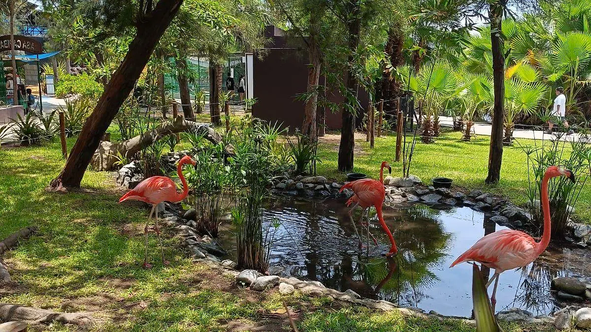 flamencos