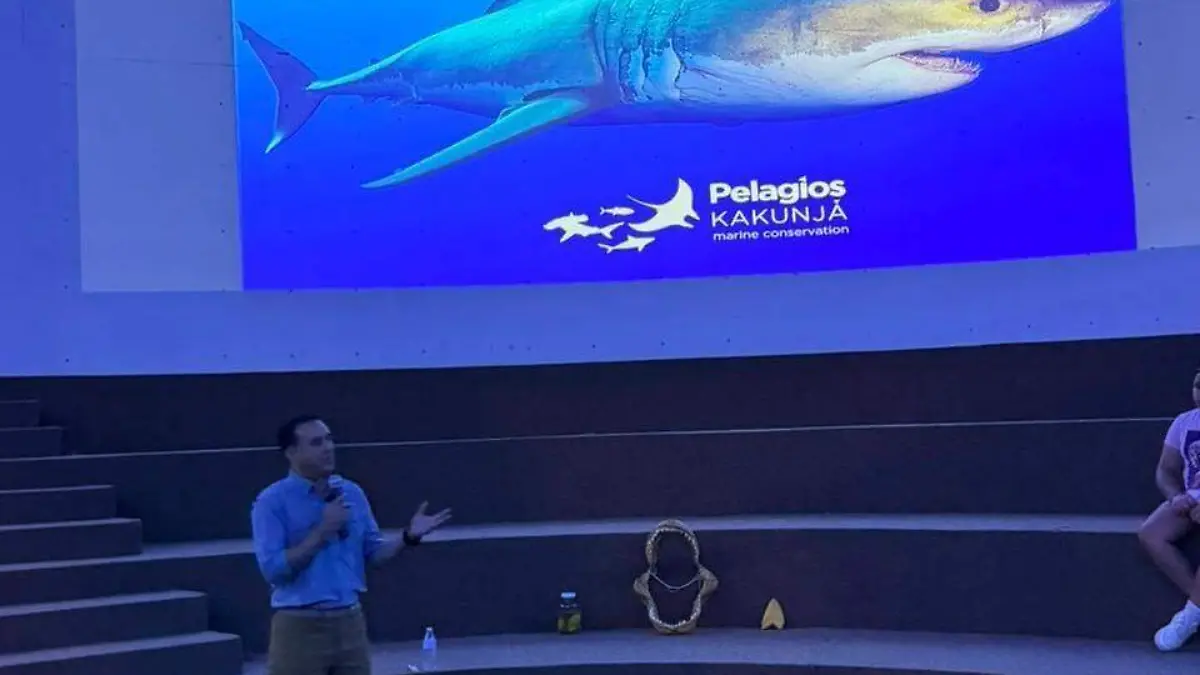 tiburones