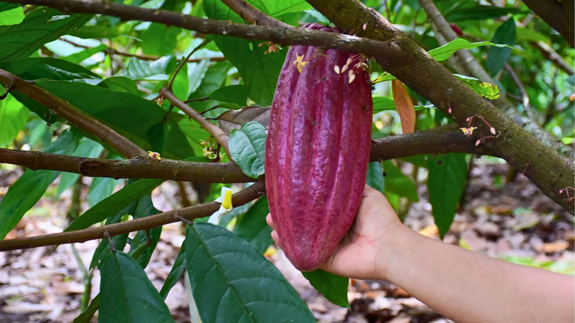 cacao_chocolate_cuartoscuro