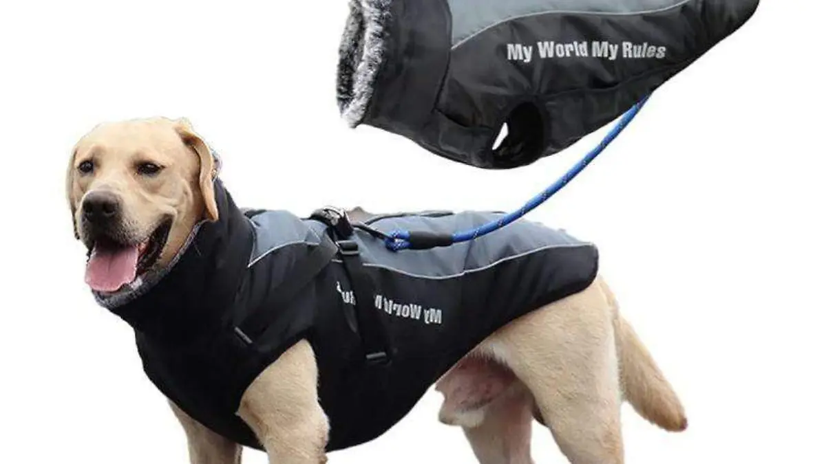 chaqueta para perro