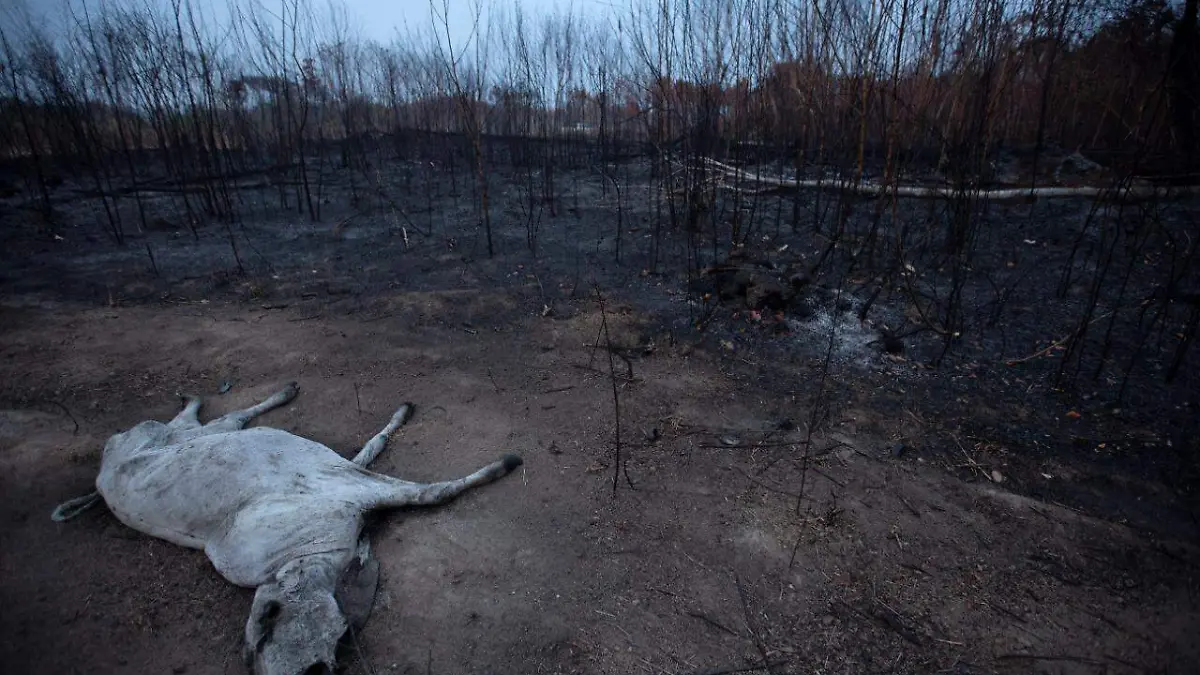 WhatsApp Image 2019-08-26 at 9.13.26 PM(1)