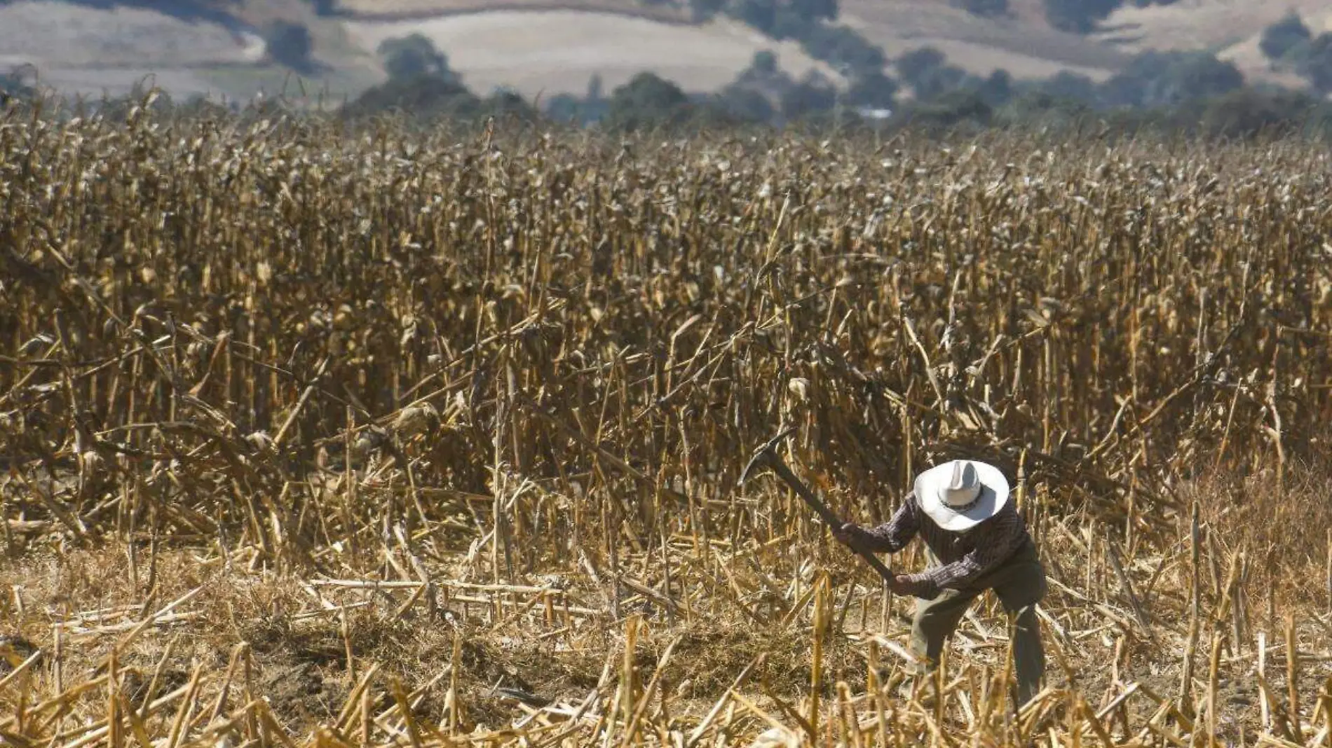 agricultura