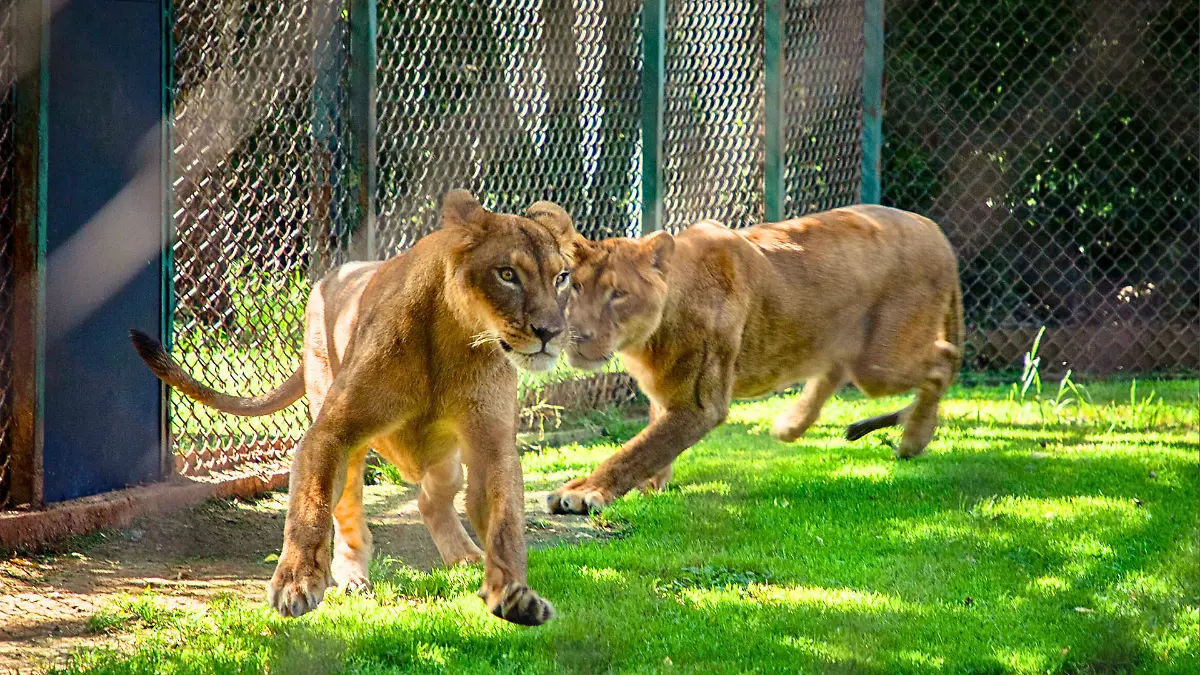 leonas_tigres_rescatados_carmen_hernández_el_sol_de_morelia