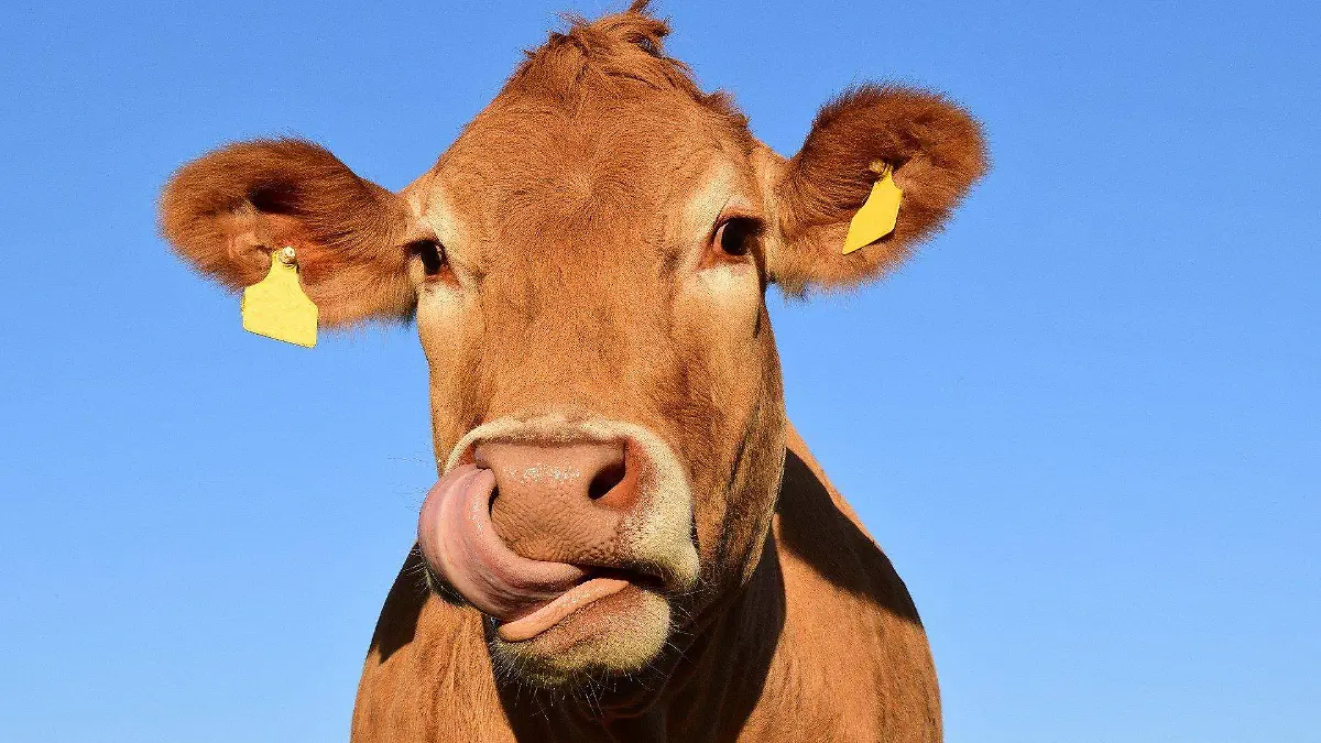 cow-1715829_1920