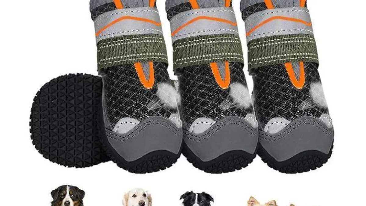 zapatos para perro
