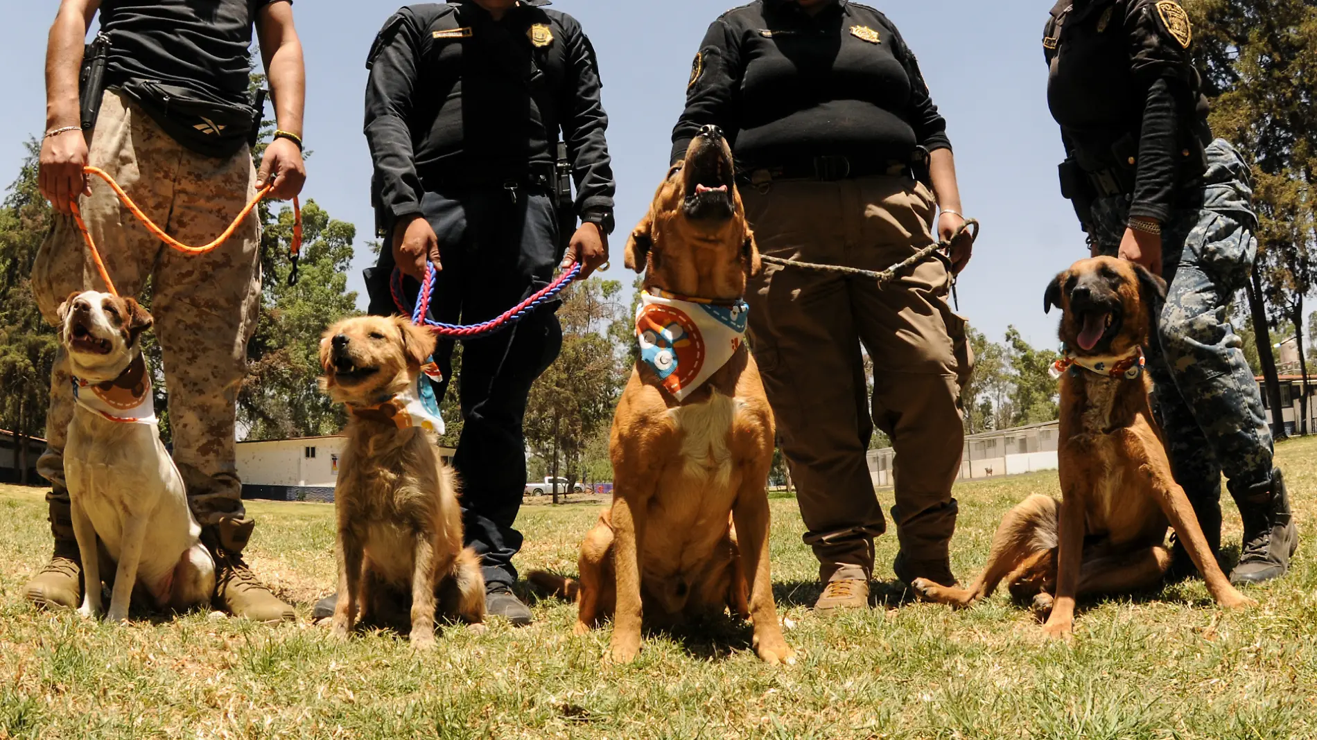 vigilancia_animal_aracely_matínez_ovaciones