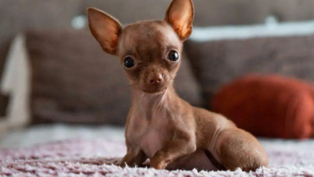 CUE Perro chihuahua