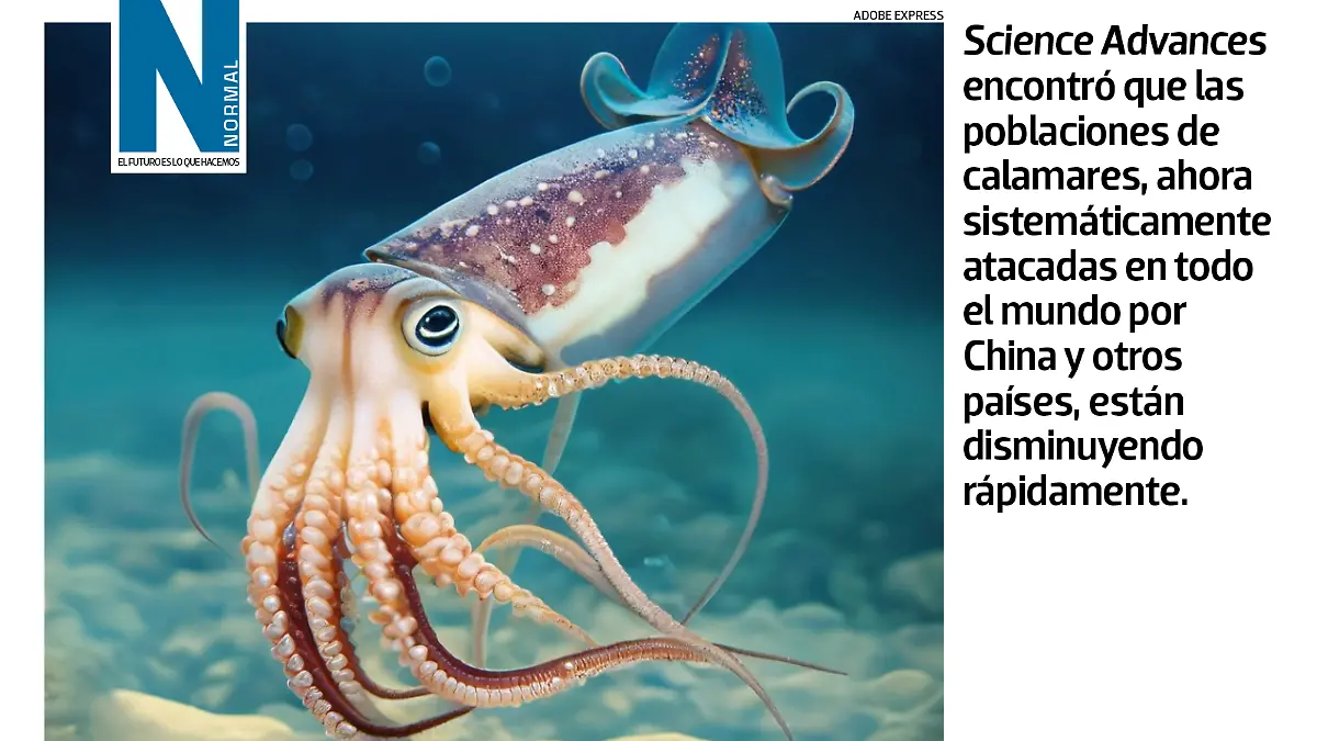 calamar SITIO3