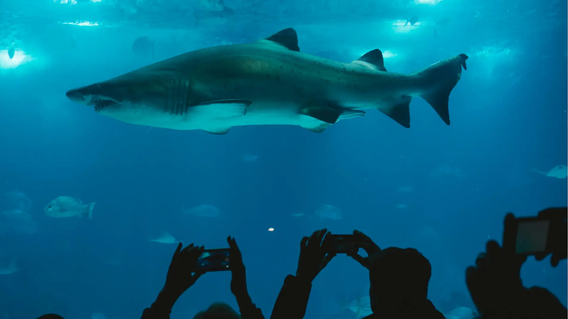 tiburones_pexels1