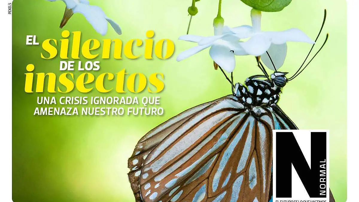 insectos SITIO1