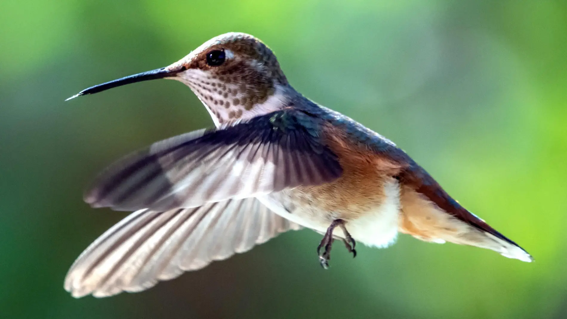 pexels_frank_cone_colibri