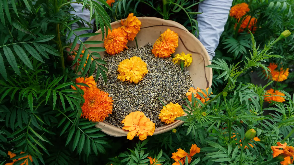 flor_cempasúchil_aracelym