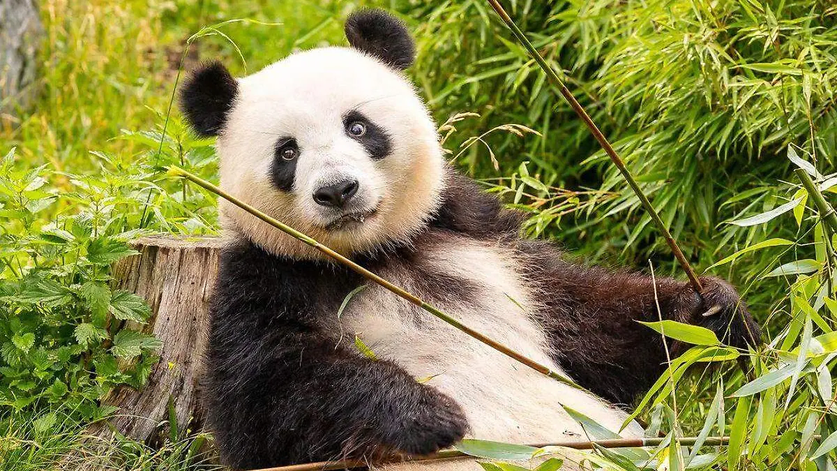 Panda Meng Meng