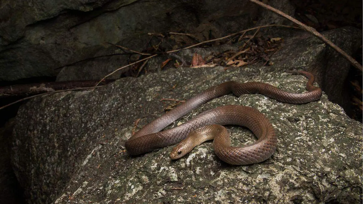 Serpiente de Tailandia