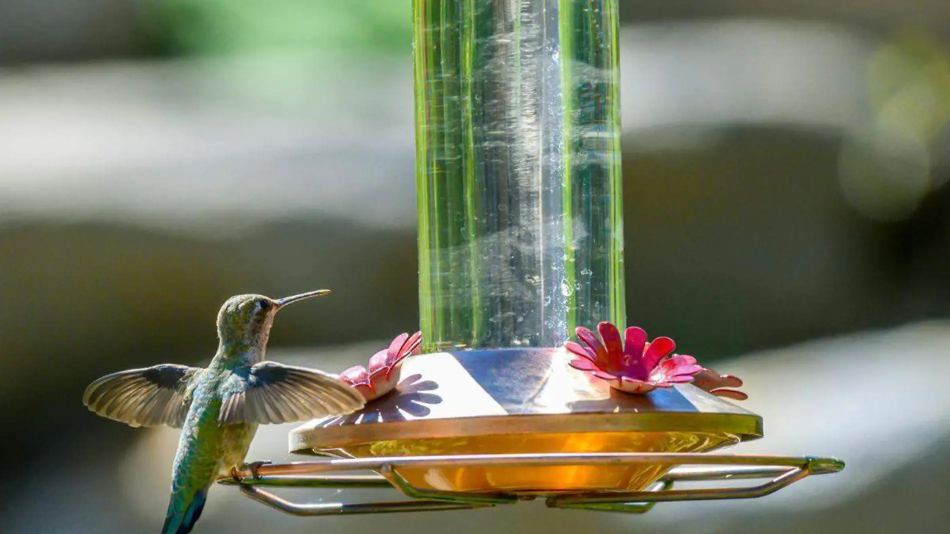 Colibrí-Néctar-UNAM