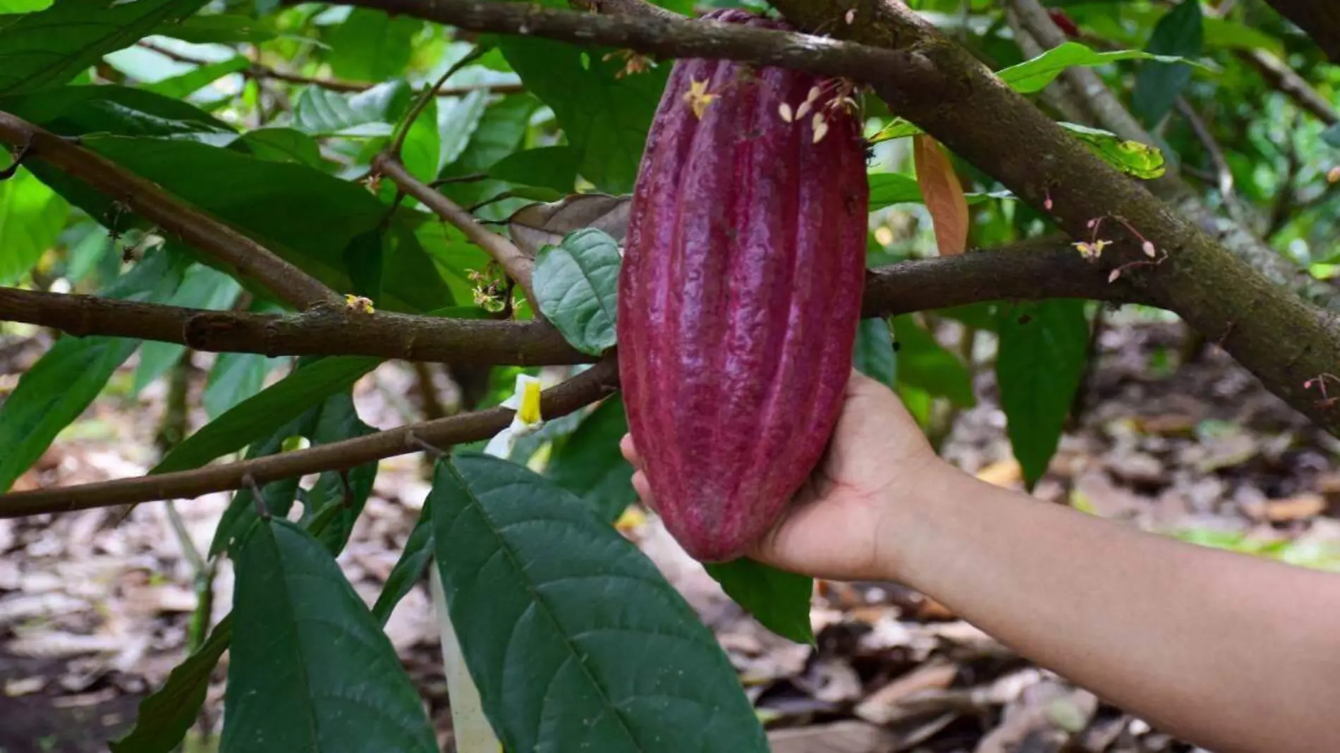 Cacao