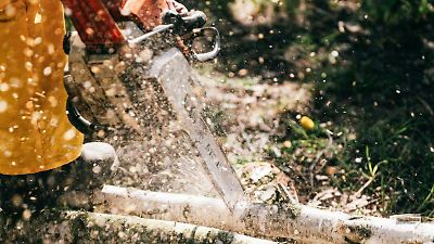 El negocio de la fauna silvestre en Estados Unidos, ¿cómo funciona el  contrabando de especies? - El Sol de México | Noticias, Deportes, Gossip,  Columnas