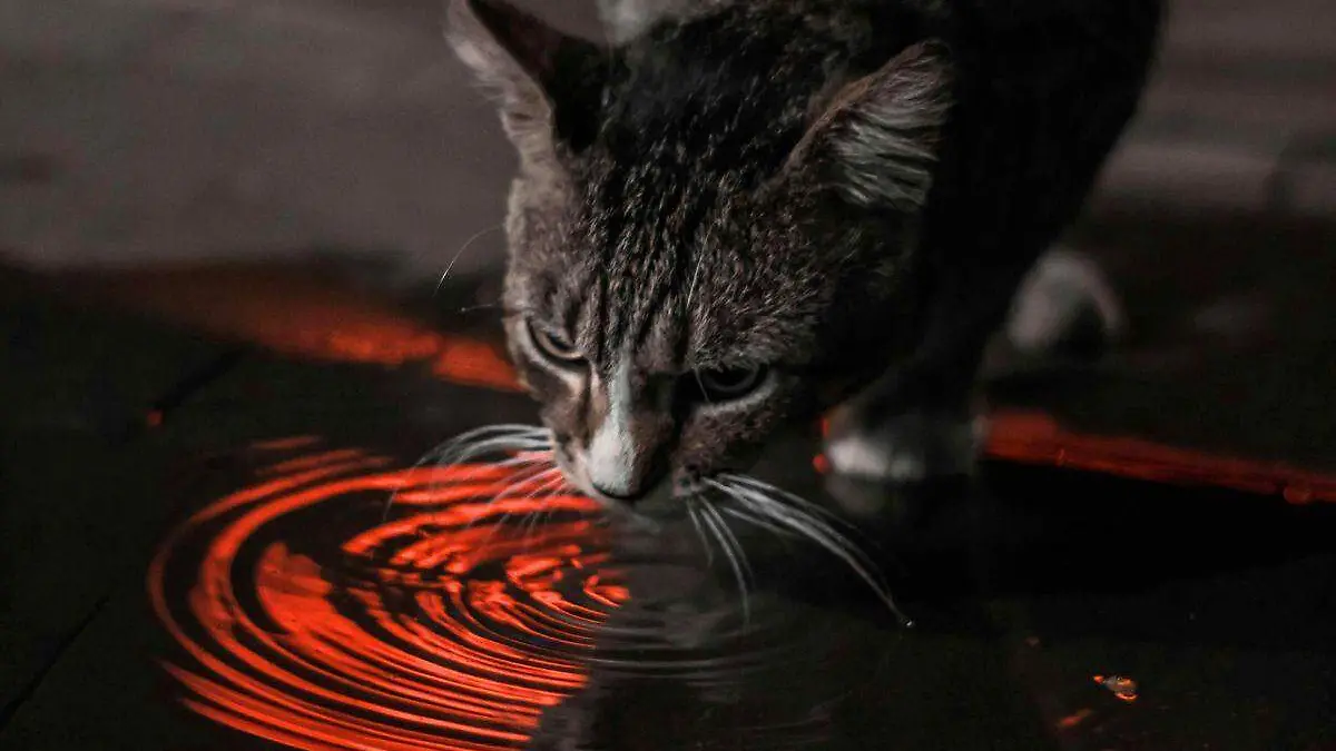 Gato (1)