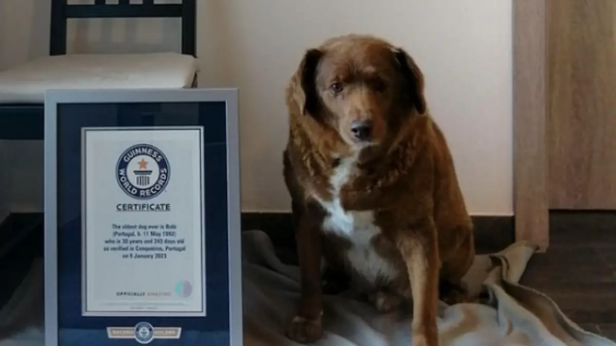 Bobi, el perrito más longevo del mundo