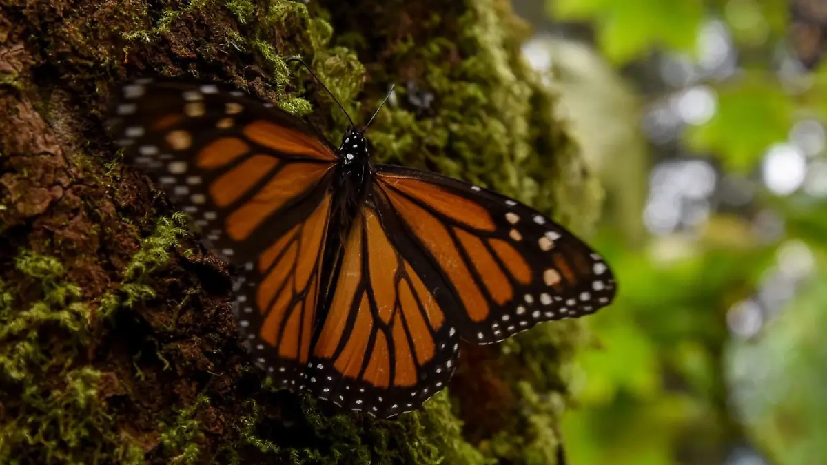 Mariposa monarca