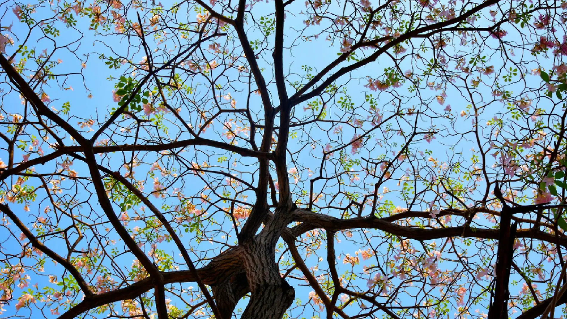 Árbol-Unam-México