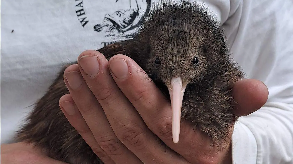 Kiwi