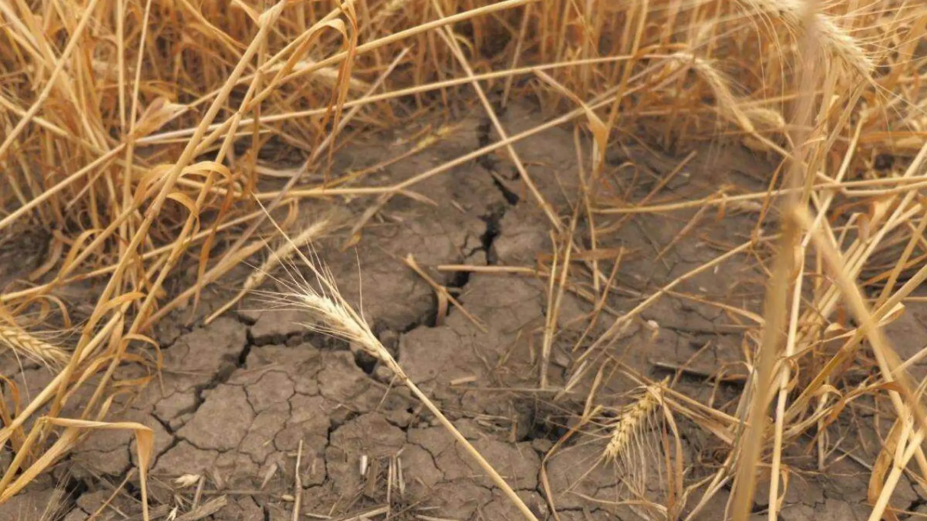 sequía-agricultura