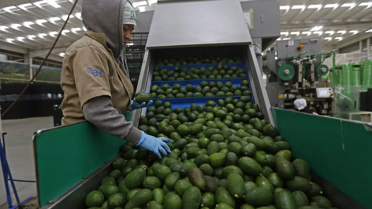 Aguacate