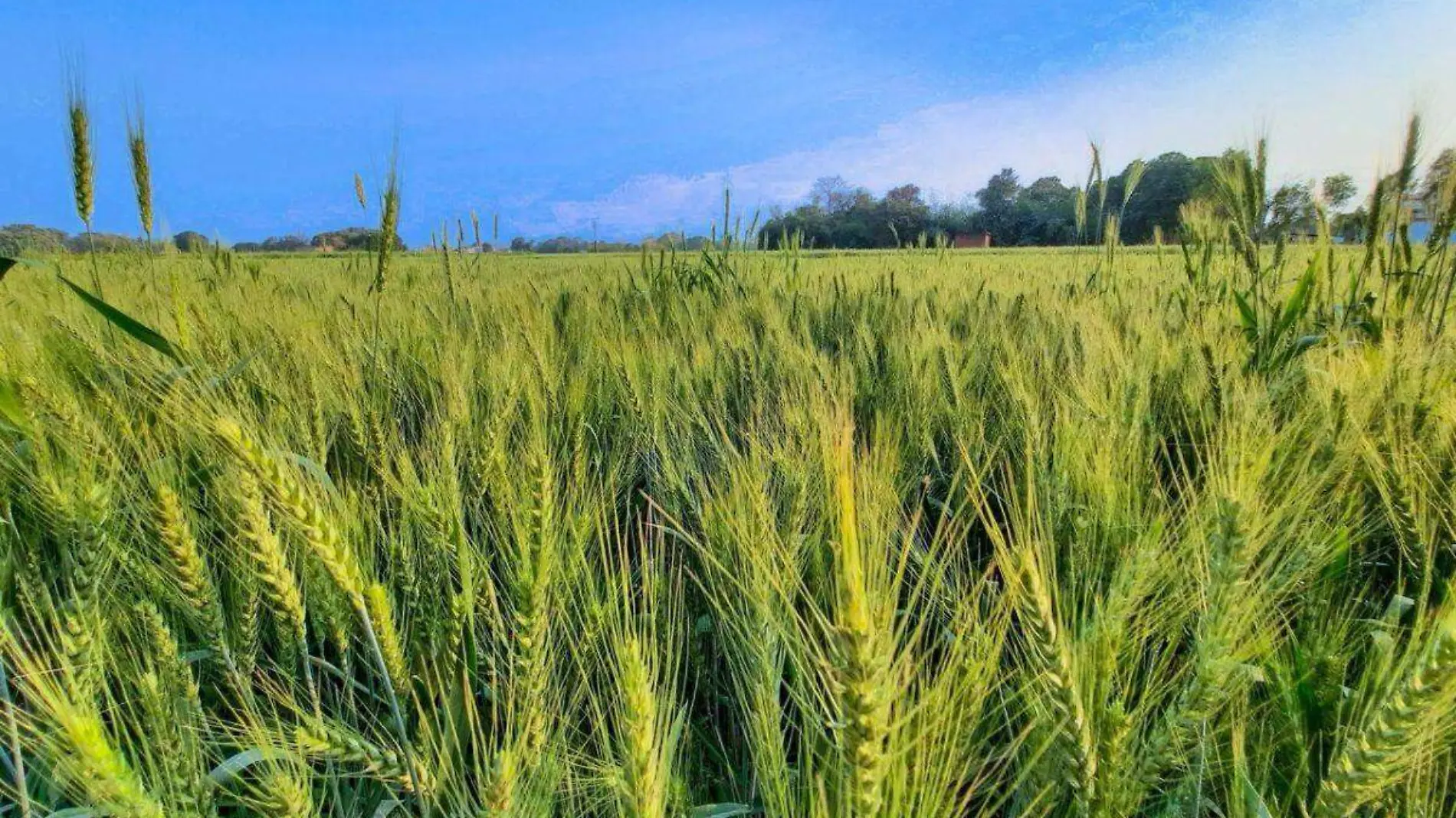 AgrIcultura