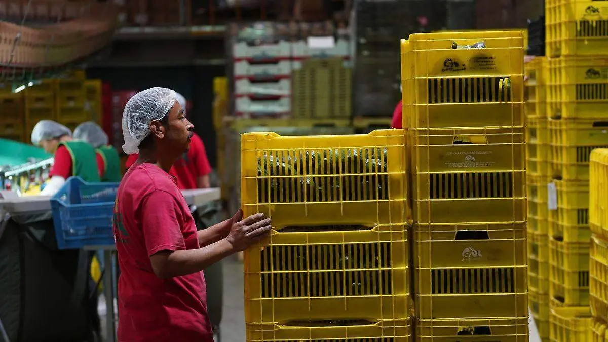 Trabajadores_aguacate