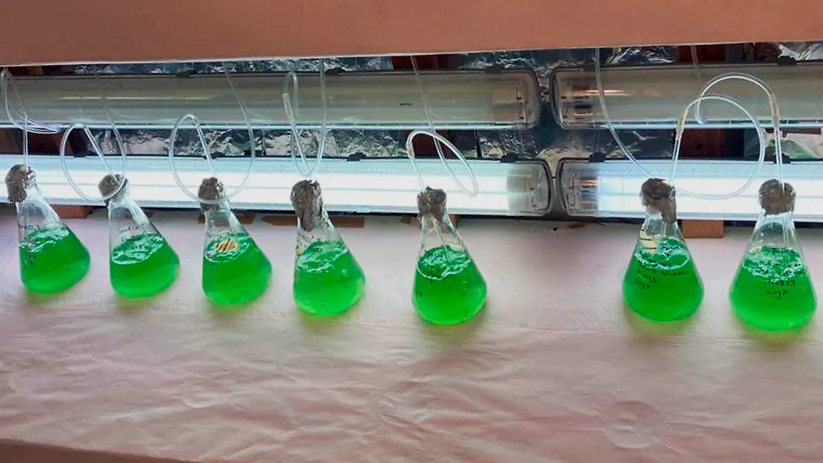 art MÉXICO f1 (web)