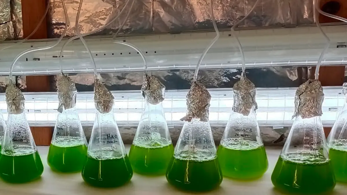 art MÉXICO f2 (web)